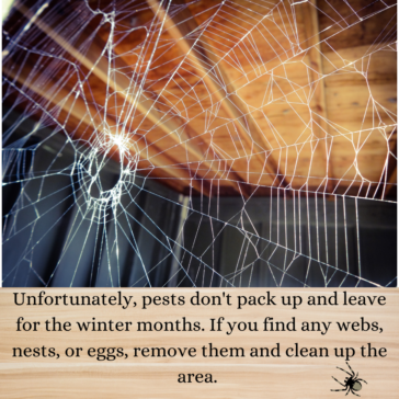 Do Pests Leave My Home for the Winter Months?
