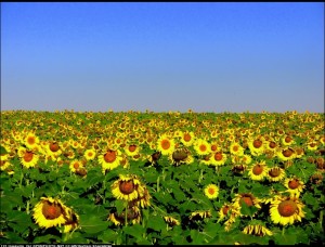 sunflowers